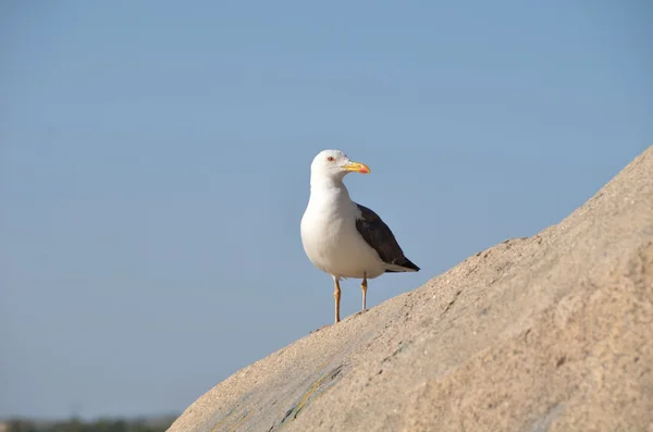 Gaivota no lago Chebache, Parque Natural Nacional do Estado "Burabai " — Fotografia de Stock