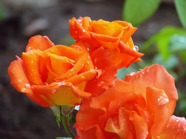 Роза з краплями дощу — стокове фото