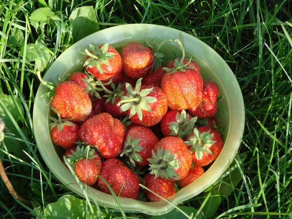 Erdbeere, Region Omsk, Sibirien, Russland — Stockfoto