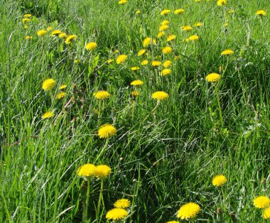 Karahindiba çayırda, Omsk region, Rusya Federasyonu