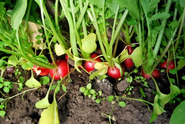 Turp, Omsk bölge, Sibirya, Rusya Federasyonu 