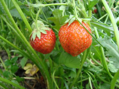 Kış Sibirya orman, Omsk bölge 