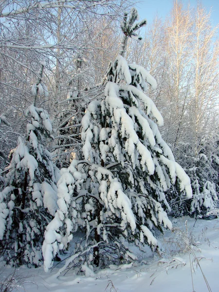 Winter Siberian forest, Omsk region — Stock Photo, Image