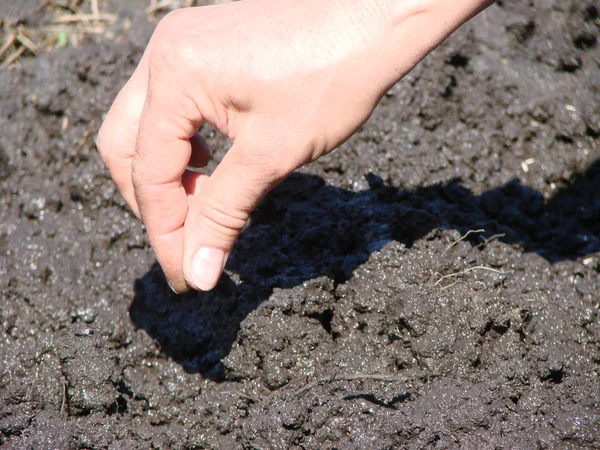 Spring planting of seeds in April, Omsk region, Siberia, Russia — Stock Photo, Image