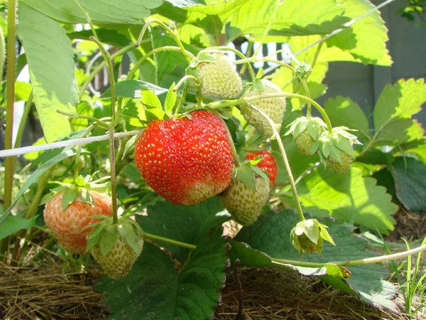 Erdbeere, Region Omsk, Sibirien, Russland — Stockfoto