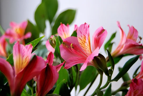 Alstremeria Flowers, Omsk region, Siberia, Russia — Stock Photo, Image