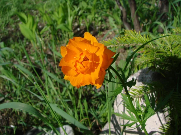 Friture de fleurs, Trollius, sont répertoriés comme en voie de disparition, Omsk region , — Photo