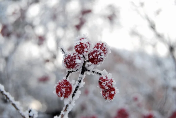 Beeren viburnum, omsk region, sibirien, russland — Stockfoto