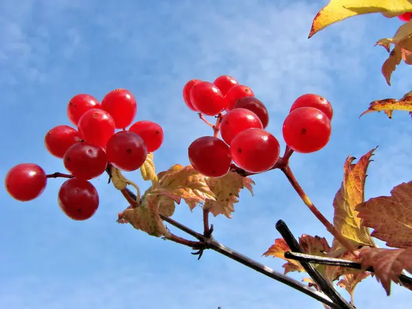 Bogyók Viburnum, Omsk region, Szibéria, Oroszország — Stock Fotó