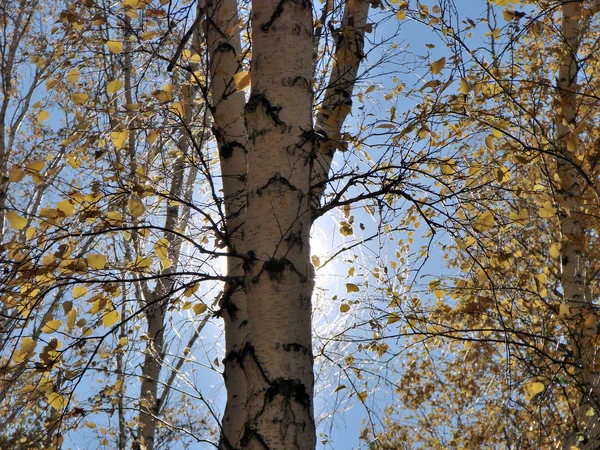 Herbst im sibirischen Wald, Region Omsk, Russland — Stockfoto