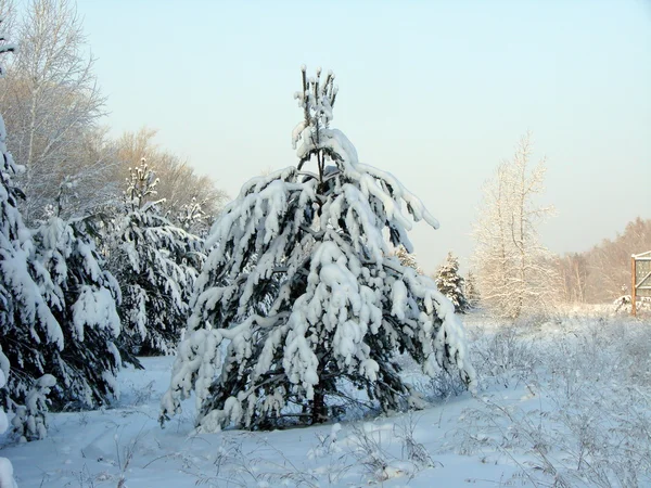 Téli szibériai erdei, Omsk region — Stock Fotó