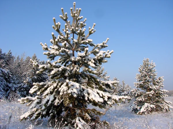 Inverno Floresta siberiana, região de Omsk — Fotografia de Stock