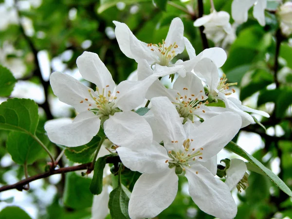 Obrázek close-up květina apple na zeleném pozadí listy — Stock fotografie