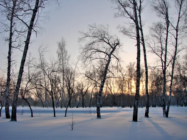 Winter Siberische woud, Omsk regio — Stockfoto