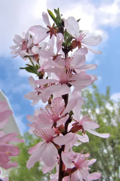 Obrázek mandlový květ detail na Omsk kraj, Sibiř — Stock fotografie