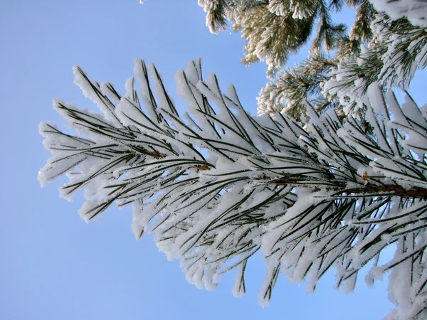 Winter Siberische woud, Omsk regio — Stockfoto