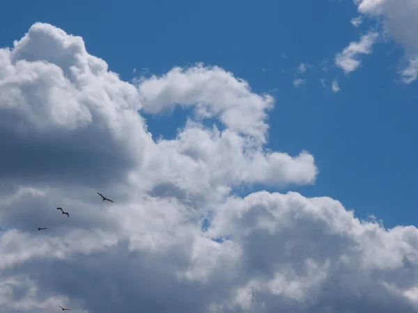 Pelicans on the background of clouds, Omsk region, Russia — стоковое фото