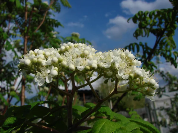 Eberesche, Gebiet Omsk, Russland — Stockfoto