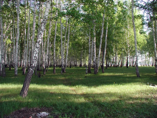 Сибирский лес, Омская область, 21 мая 2005 г. — стоковое фото