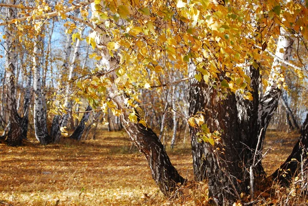 Осень в Сибирском лесу, Омская область, Россия — стоковое фото