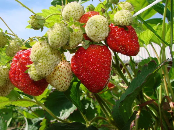 Erdbeere, Region Omsk, Sibirien, Russland — Stockfoto