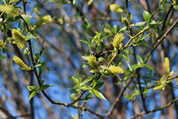 Fleurs sphérique saule, Sibérie, Omsk région, Russie — Photo