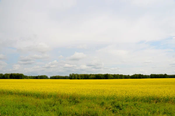 Campo de colza o colza de color amarillo brillante frente a un bosque , —  Fotos de Stock