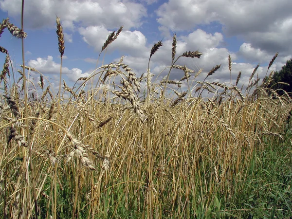Campo di grano, regione di Omsk, Russia — Foto Stock