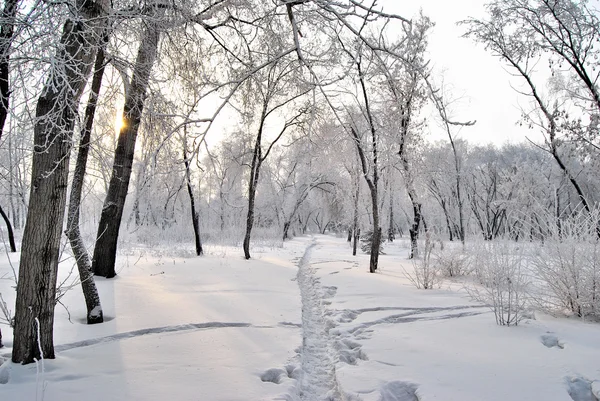 Winter Siberian forest, Omsk region — Stock Photo, Image