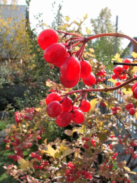 딸기가 막 살 나무속, 옴스크 지역, 시베리아, 러시아 — 스톡 사진