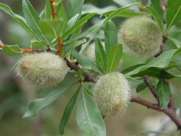 Almonds Omsk, Western Siberia, Russia — Stock Photo, Image