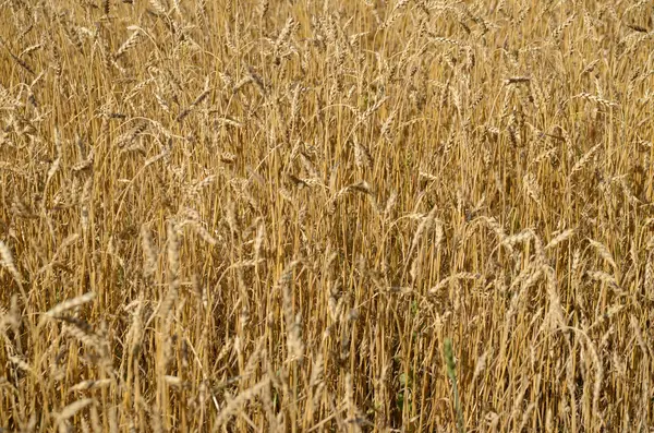 Wheat field, Omsk region, Russia — Stock Photo, Image