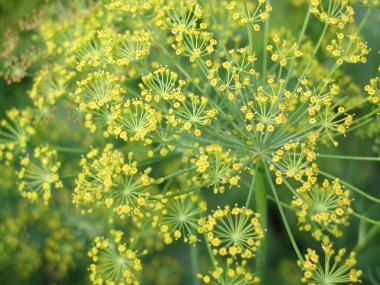 Dereotu çiçek, Bahçe, Omsk region, Rusya Federasyonu, Temmuz 2006