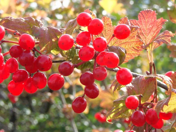 Berries Viburnum, região de Omsk, Sibéria, Rússia — Fotografia de Stock