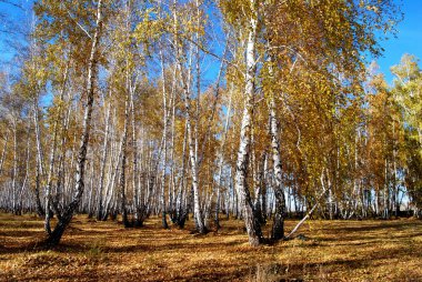 Sonbaharda Sibirya orman, Omsk region, Rusya Federasyonu