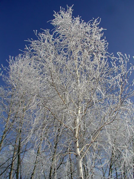 흰, 옴스크 지역, 시베리아, 러시아에서 자작나무 — 스톡 사진