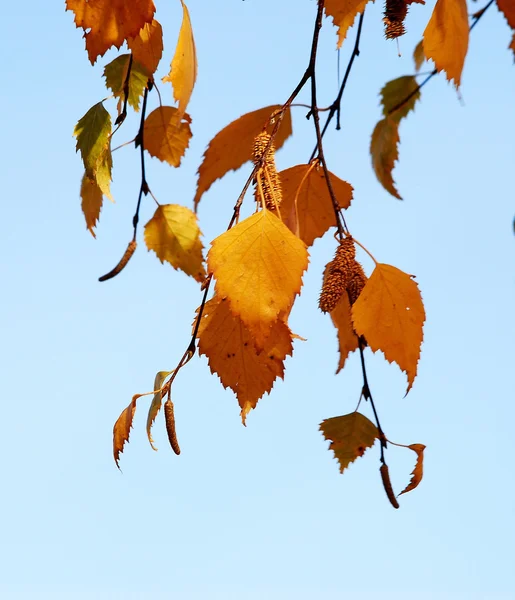 Autumn in Siberian forest, Omsk region, Russia — Stock Photo, Image