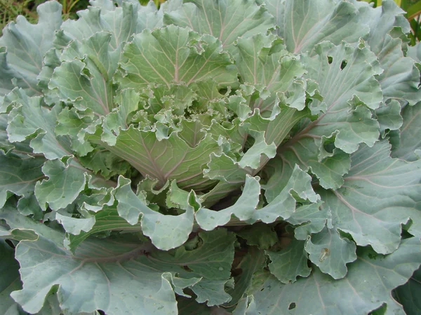 Brassica oleracea, tipo Nagoya, região de Omsk, Sibéria Rússia — Fotografia de Stock