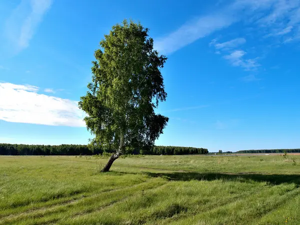 Szibériai erdei, Omsk region, Oroszország — Stock Fotó