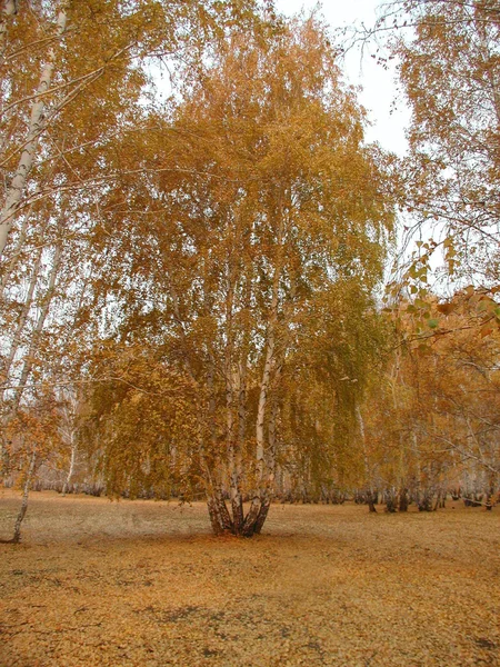 Outono na floresta siberiana, região de Omsk, Rússia — Fotografia de Stock