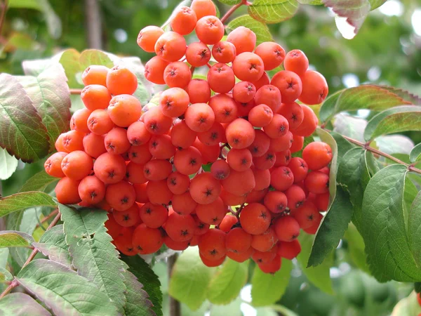 Rowan, Omsk kraj, Sibiř, Rusko — Stock fotografie