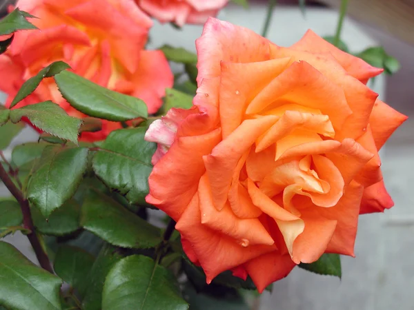 Троянди в саду Омська область, Росія — стокове фото