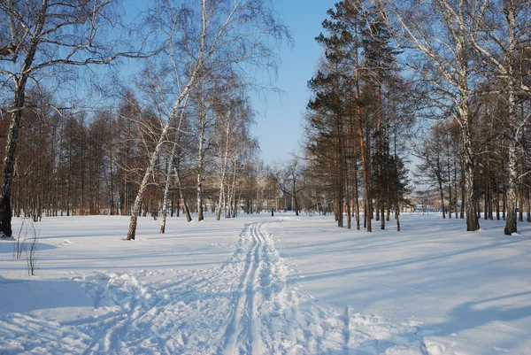 Invierno Bosque siberiano, región de Omsk — Foto de Stock
