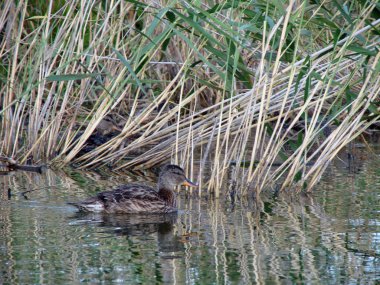 Ördek Anas plathyrhynchos Gölü Omsk bölgesinde, Sibirya, Rusya Federasyonu     