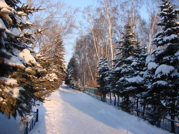 Χειμώνα Σιβηρικό δάσος, Περιφέρεια Ομσκ — Φωτογραφία Αρχείου