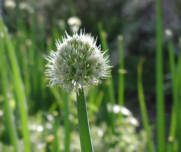 Oignon fleuri, jardin, région d'Omsk, sibérie, Russie , — Photo