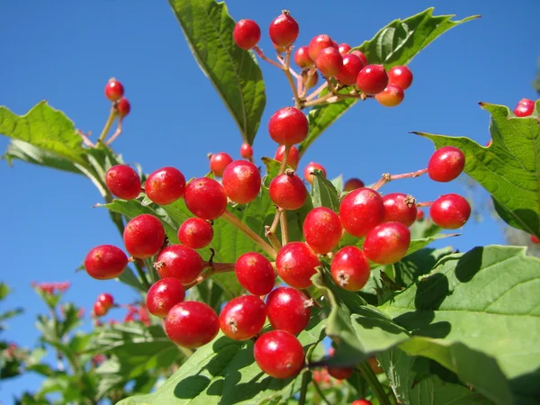 Berries Viburnum, Omsk region, Siberia, Russia — Stock Photo, Image