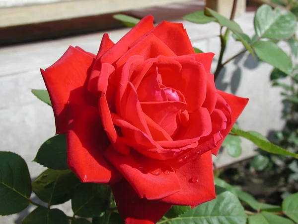 Rose after rain — Stock Photo, Image