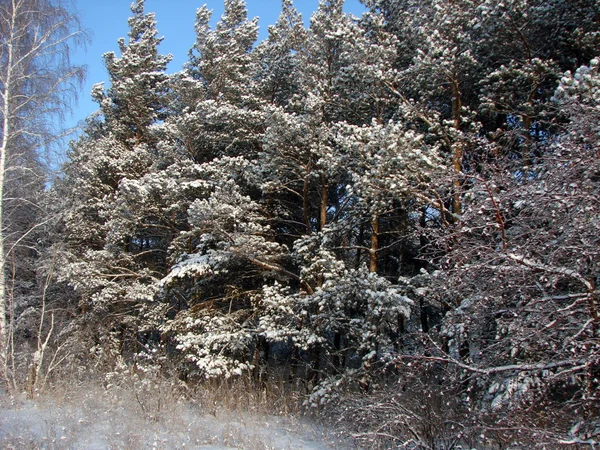 Foresta siberiana invernale, regione di Omsk — Foto Stock