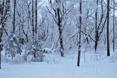 Kış Sibirya Şehir Parkı, Omsk bölge 